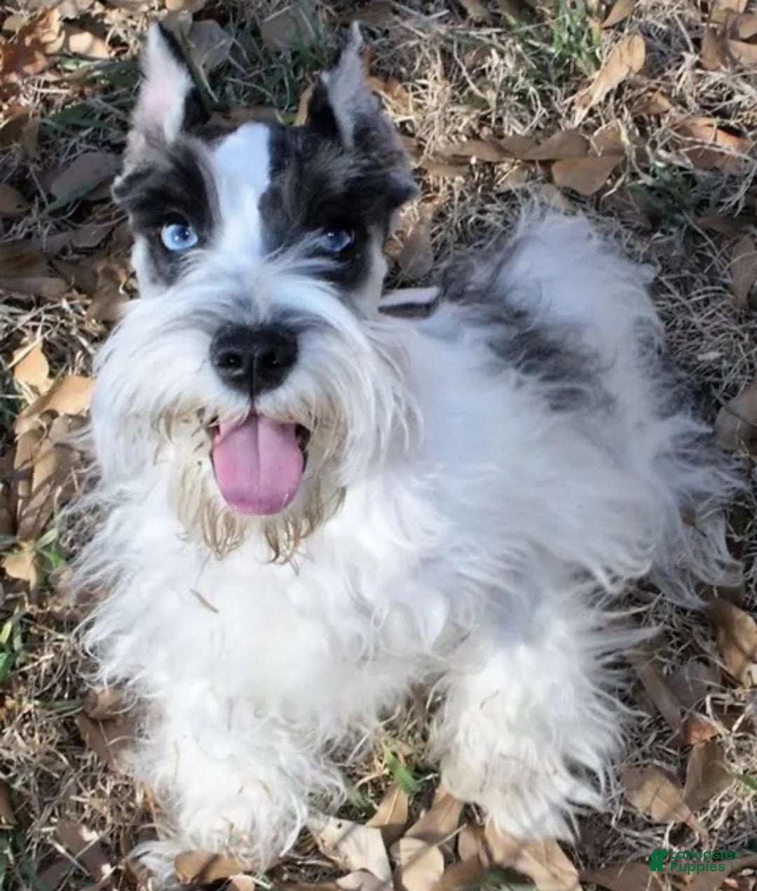 Gallery Image {{count}}