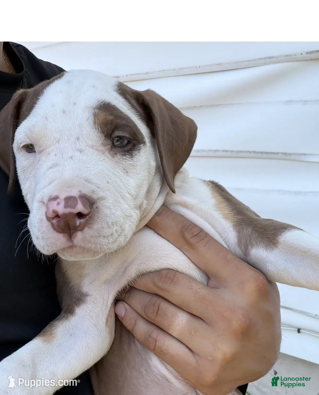 American Bully dogs for sale: King - Ad 1
