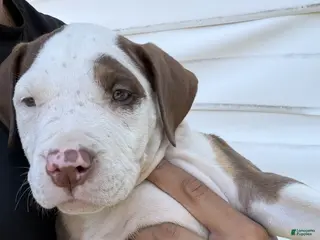 American Bully dogs King - Ad 39