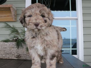 Newfypoo dogs Reni - Ad 6