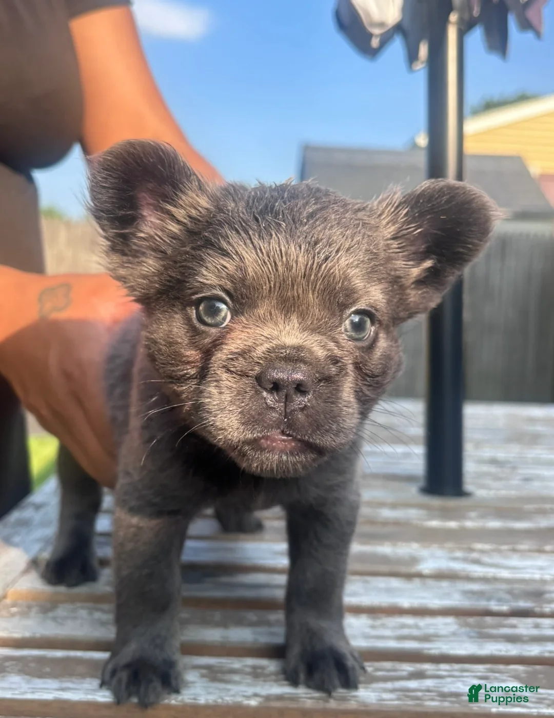 French Bulldog dogs for sale: Fluffy French Bulldog  - Ad 2
