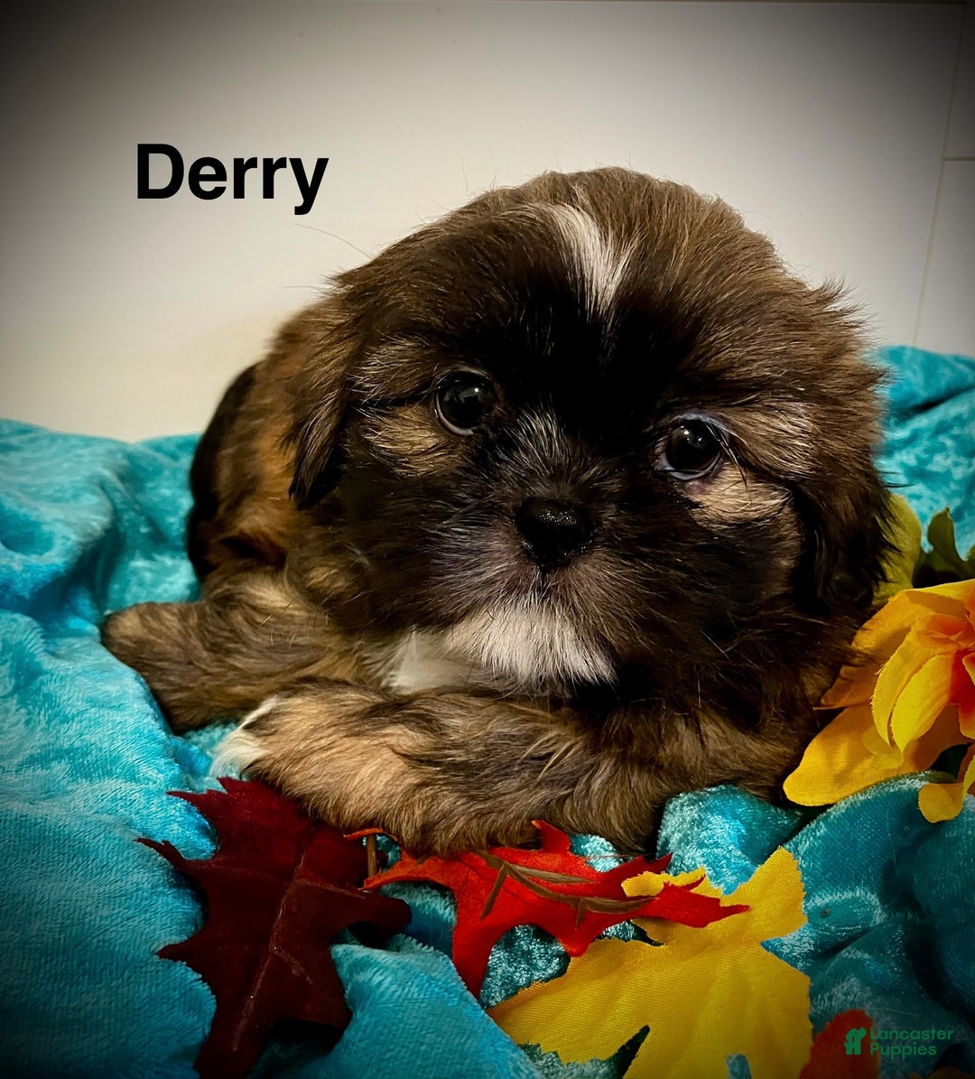 Shih Tzu dogs for sale: Derry - Ad 1