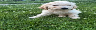 Teddi