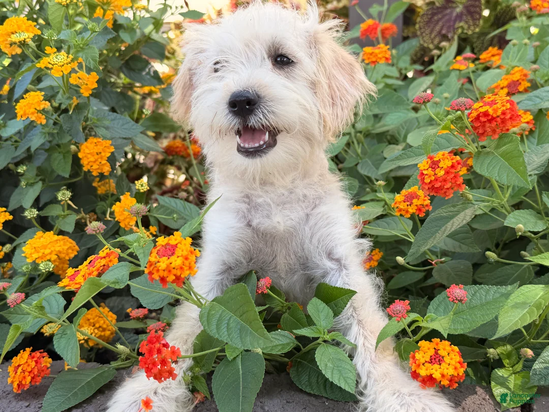 Schnoodle dogs for sale: Missy - Ad 1