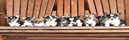 Welsh Corgi Pembroke dogs for sale: Asia - Ad 5