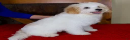 Mini Bernedoodle dogs for sale: Milo - Micro Mini Teddy Bear - Ad 4