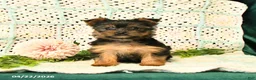 Yorkshire Terrier dogs for sale: Dahlia - Ad 2