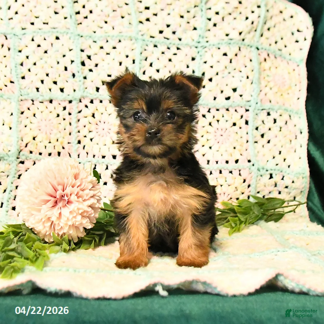 Yorkshire Terrier dogs for sale: Dahlia - Ad 2