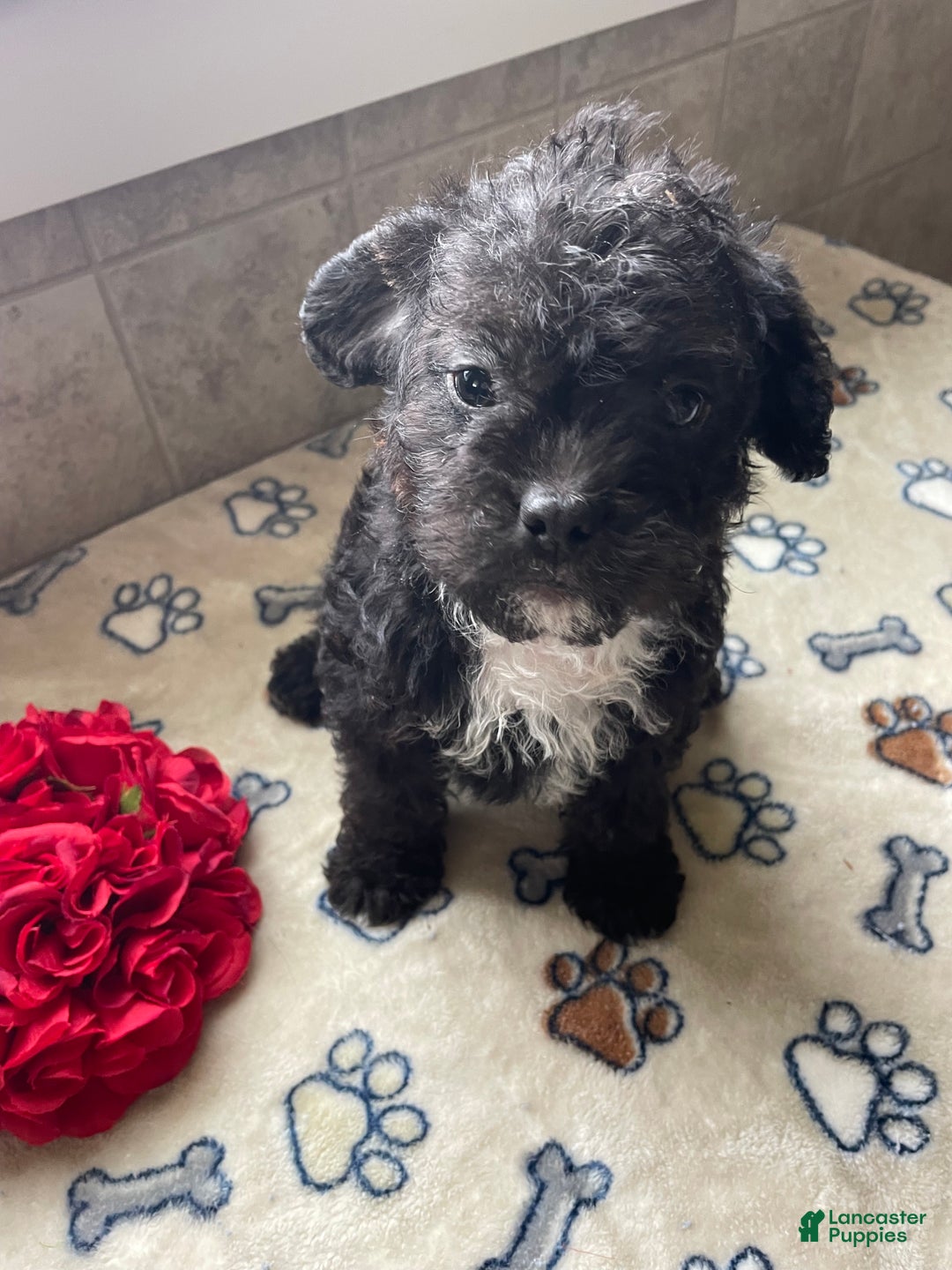 Mixed Breed dogs for sale: Gizmo - Ad 3