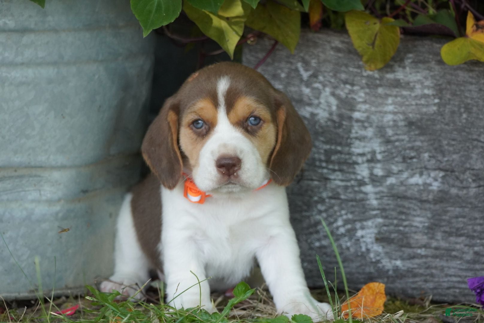 Beagle dogs Otis - Ad 1