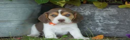 Beagle dogs for sale: Otis - Ad 1