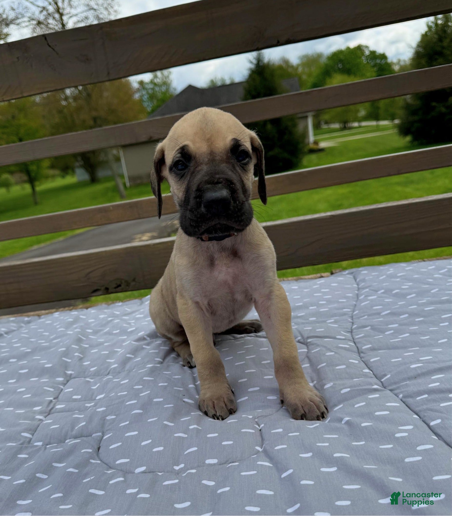Great Dane dogs Rigatoni (Brown) - Ad 24