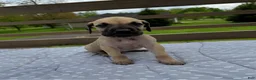 Great Dane dogs for sale: Rigatoni (Brown) - Ad 1