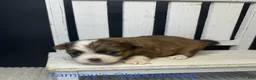Chihuahua dogs for sale: Rocky - Ad 15