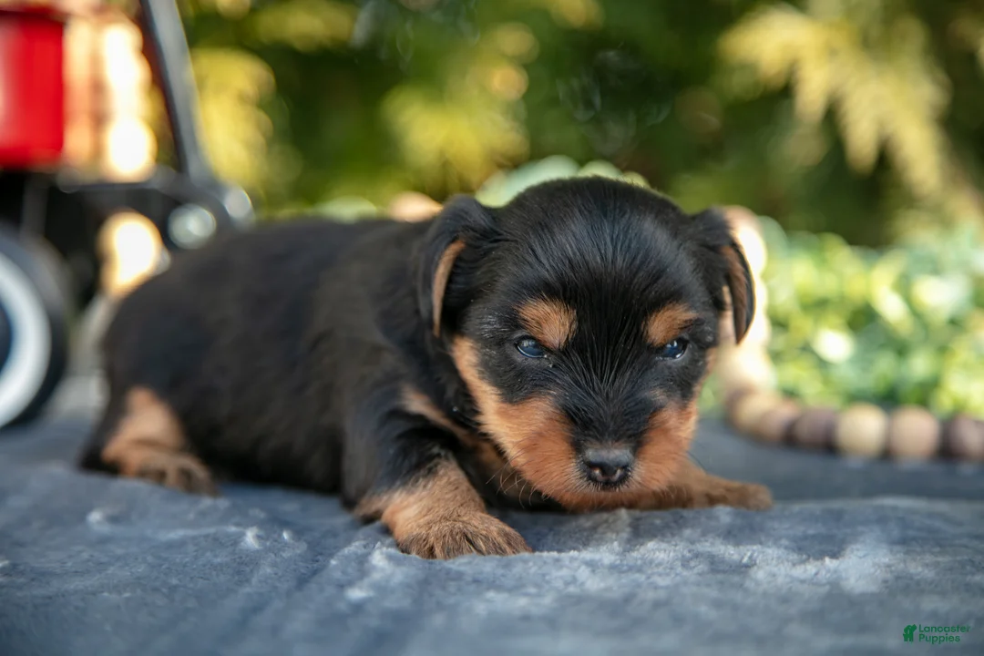 Yorkshire Terrier dogs for sale: Trina - Ad 2