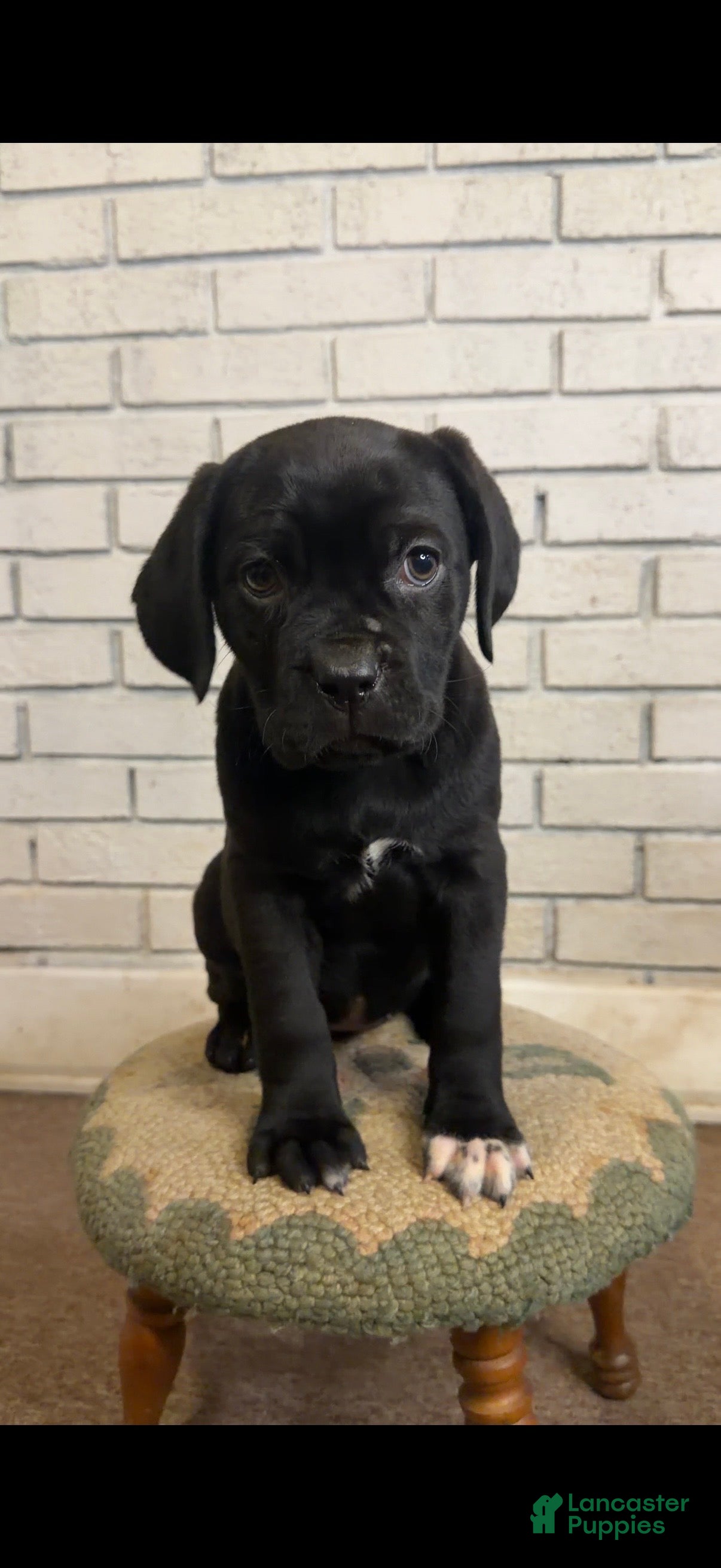 Cane Corso dogs Cane Corso Socks  - Ad 29