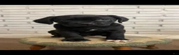 Cane Corso dogs for sale: Cane Corso Socks  - Ad 1