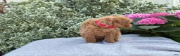 Toy Poodle dogs for sale: Patsy - Ad 12