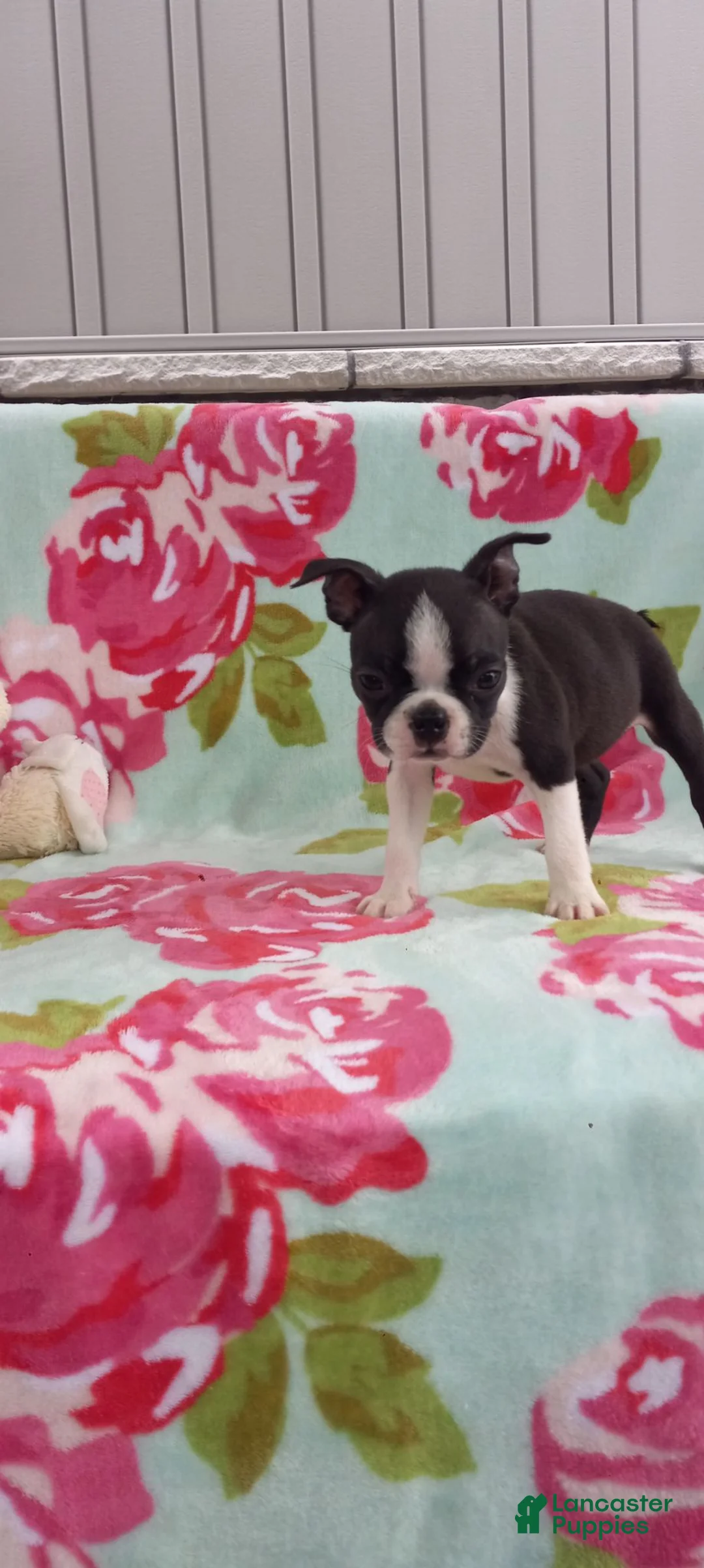 Boston Terrier dogs for sale: Alayna - Ad 2