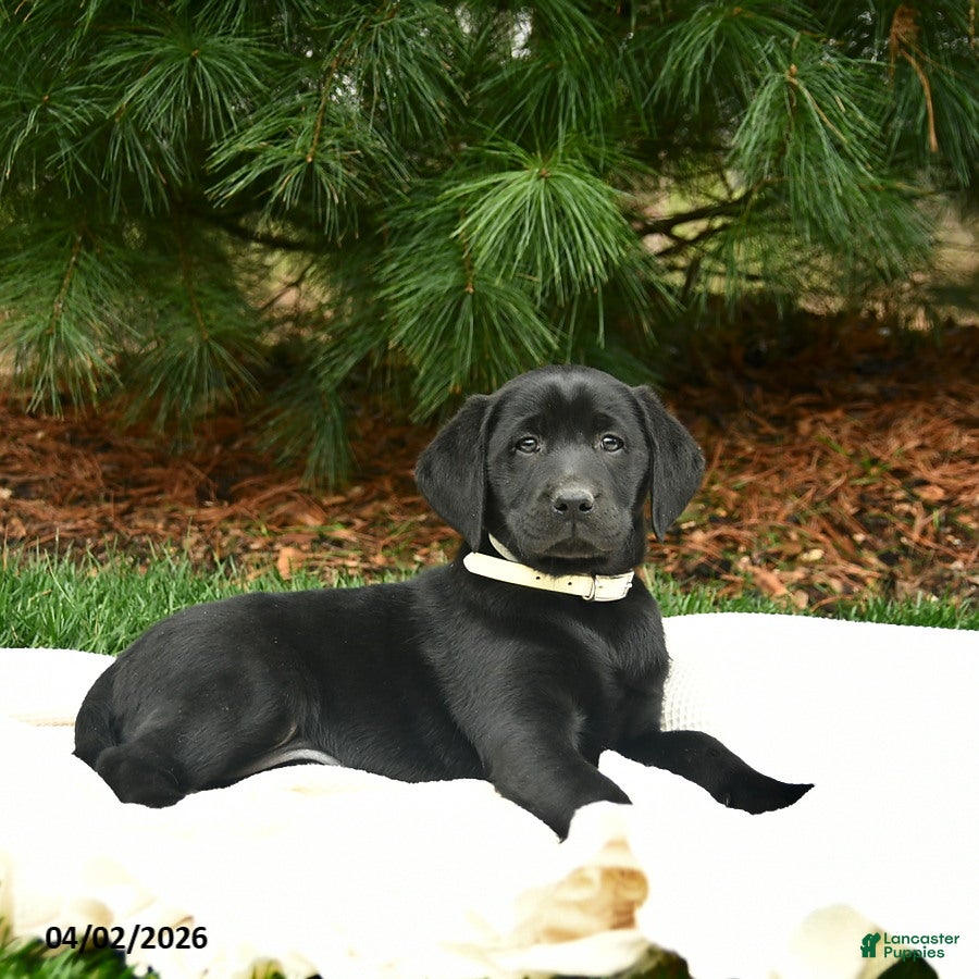 Labrador Retriever dogs Nessa  - Ad 2