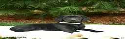 Labrador Retriever dogs for sale: Nessa  - Ad 2