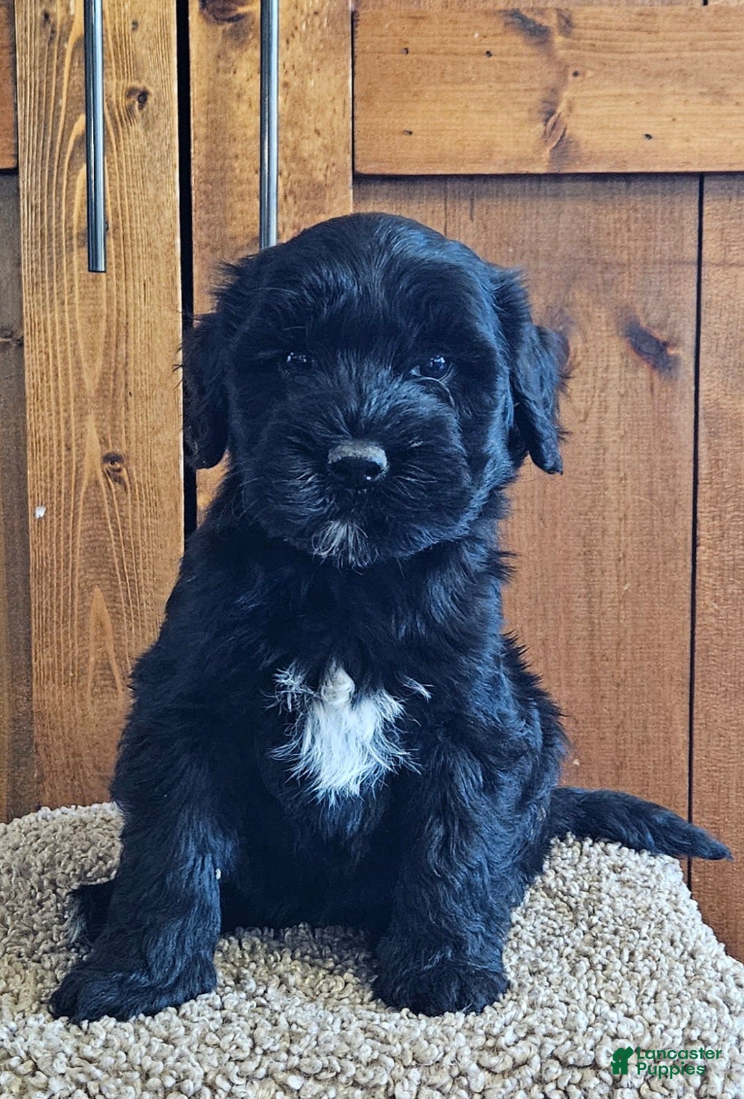 Portuguese Water Dog dogs for sale: Rio - Ad 1