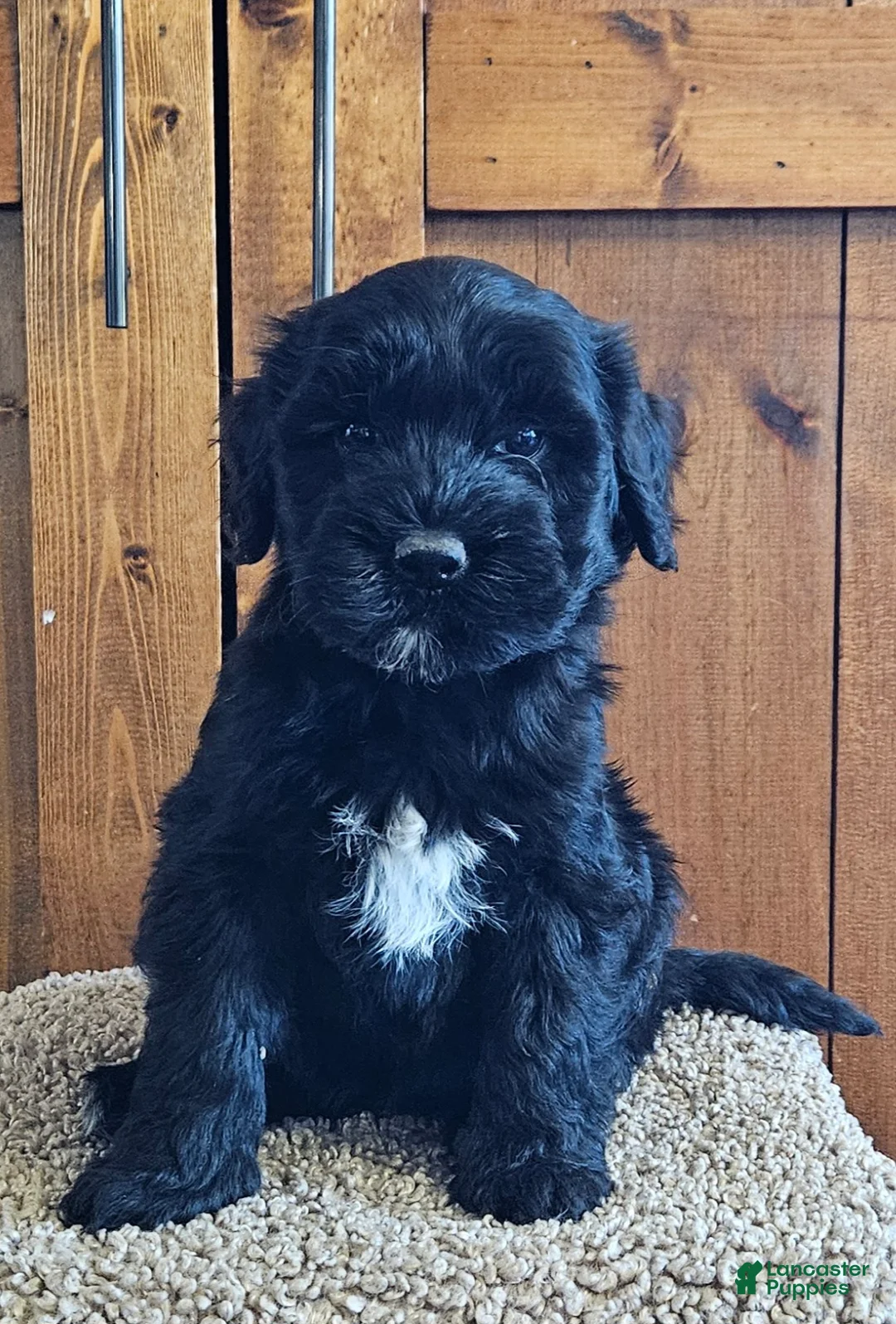 Portuguese Water Dog dogs for sale: Rio - Ad 1