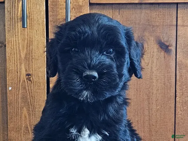 Portuguese Water Dog dogs for sale: Rio - Ad 1