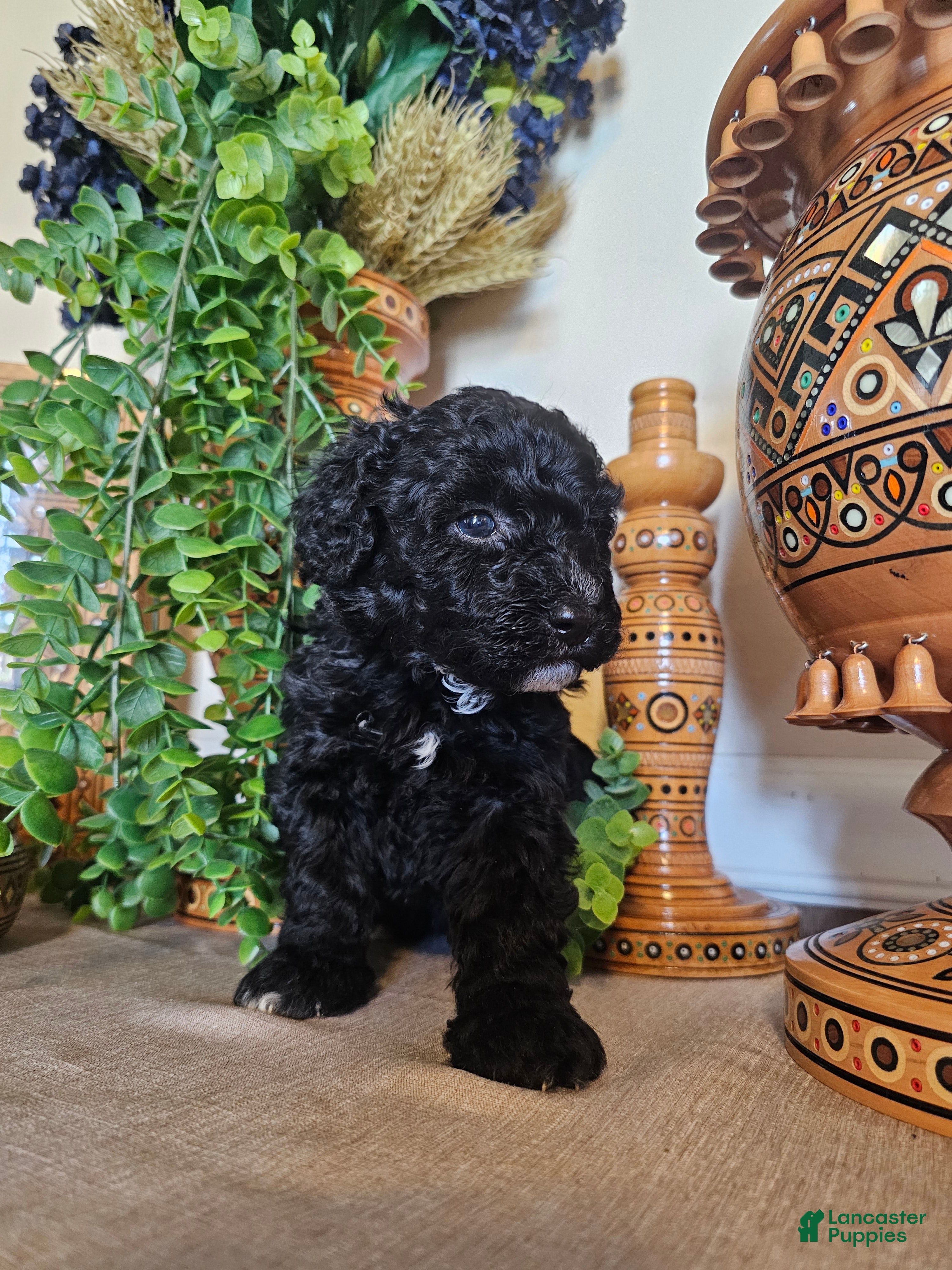 Mini Goldendoodle dogs BlueBell - Ad 20