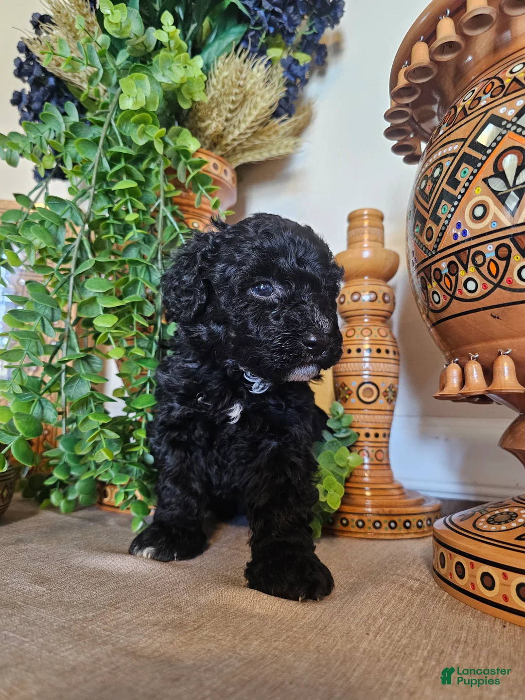 Mini Goldendoodle dogs for sale: BlueBell - Ad 1
