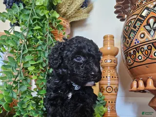 Mini Goldendoodle dogs BlueBell - Ad 21