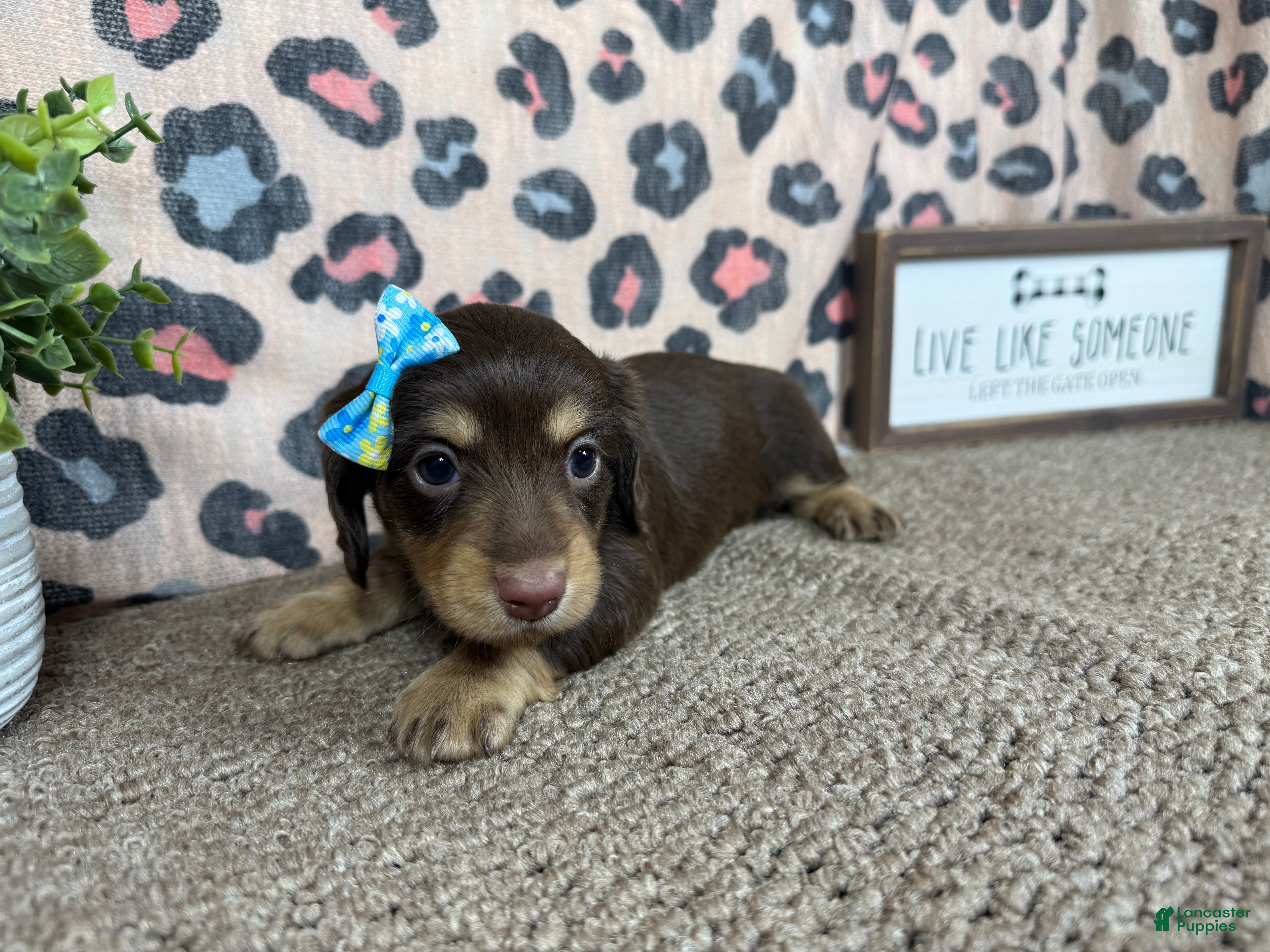Miniature Dachshund dogs Miniature Dachshund 2 - Ad 22