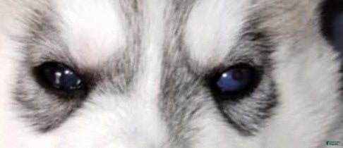 Siberian Husky dogs Galadriel (Bi-eyed) - Ad 2