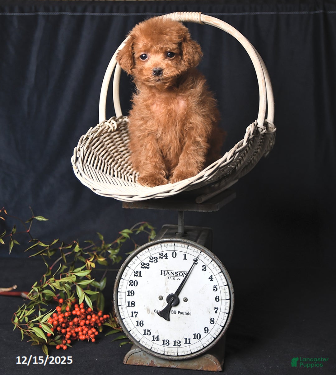 Toy Poodle dogs for sale: Asher - Ad 5