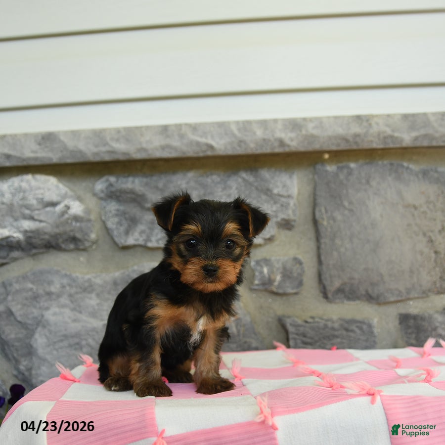 Yorkshire Terrier dogs Taffy - Ad 2