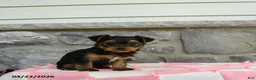 Yorkshire Terrier dogs for sale: Taffy - Ad 2