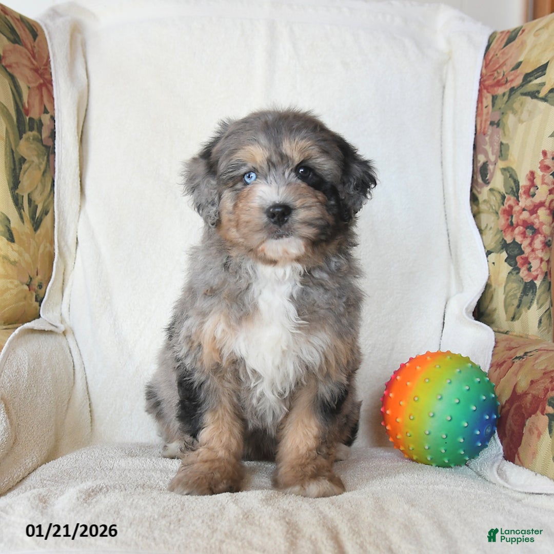 Mini Bernedoodle dogs for sale: Rocky - Ad 5