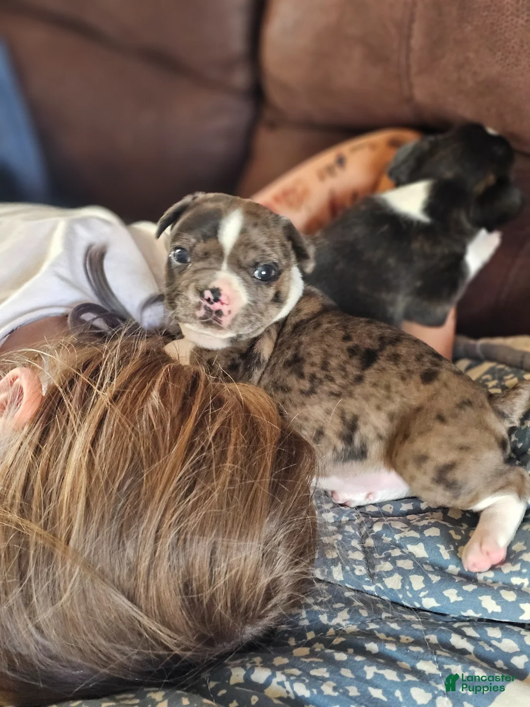 Mixed Breed dogs for sale: Lacey..French bulldog Chihuahua mix  - Ad 2