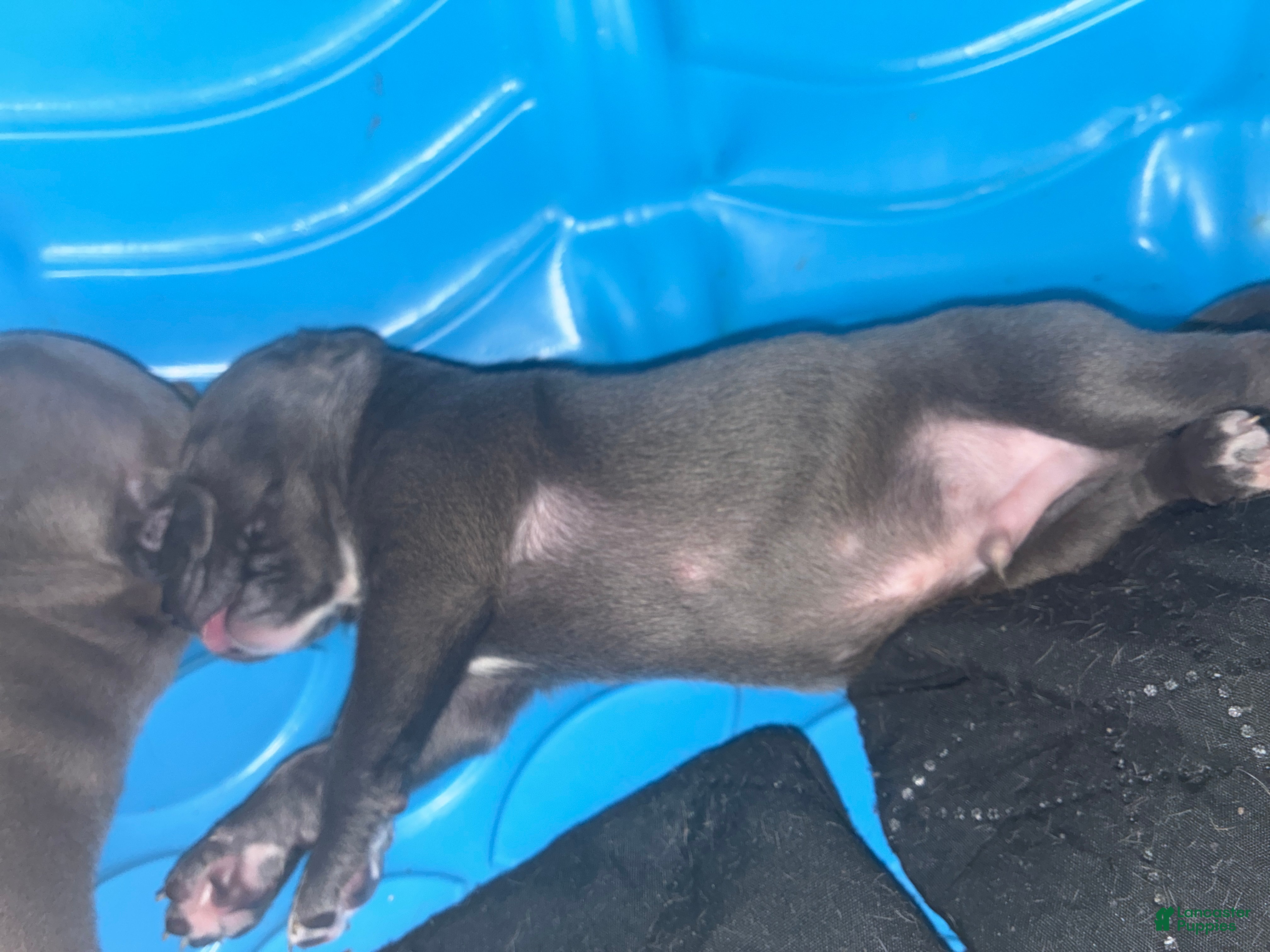 American Bully dogs American Bully Puppy 9 - Ad 23