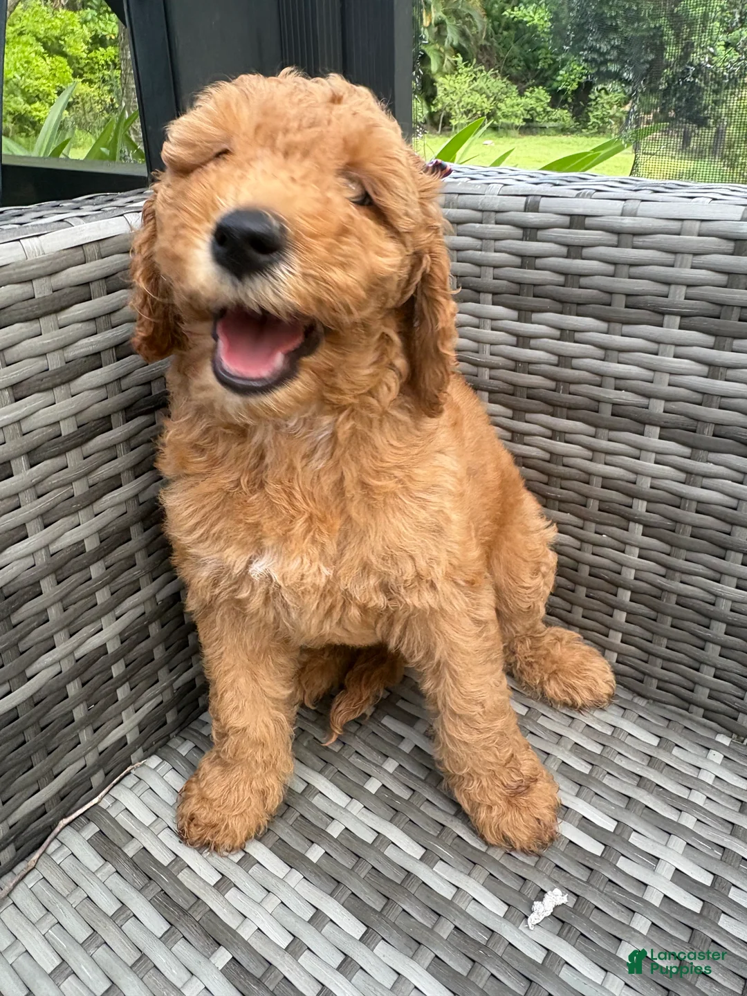 Mini Goldendoodle dogs for sale: Navi - Ad 2