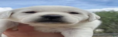 AKC White English Labrador Puppy 