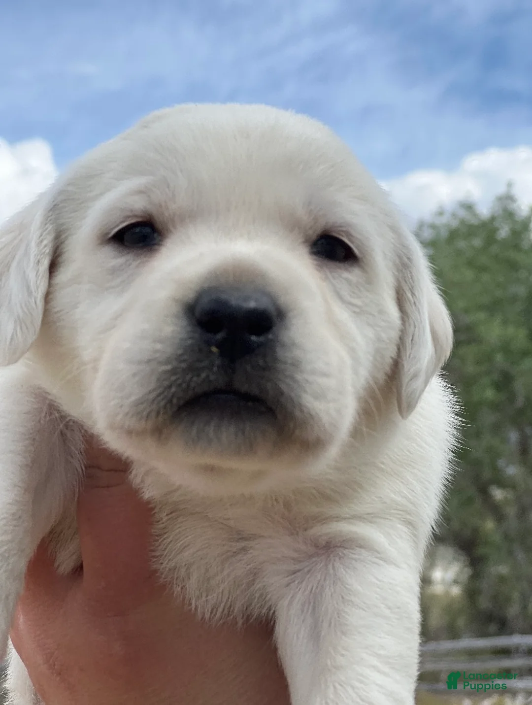 Labrador Retriever dogs for sale: AKC White English Labrador Puppy  - Ad 1