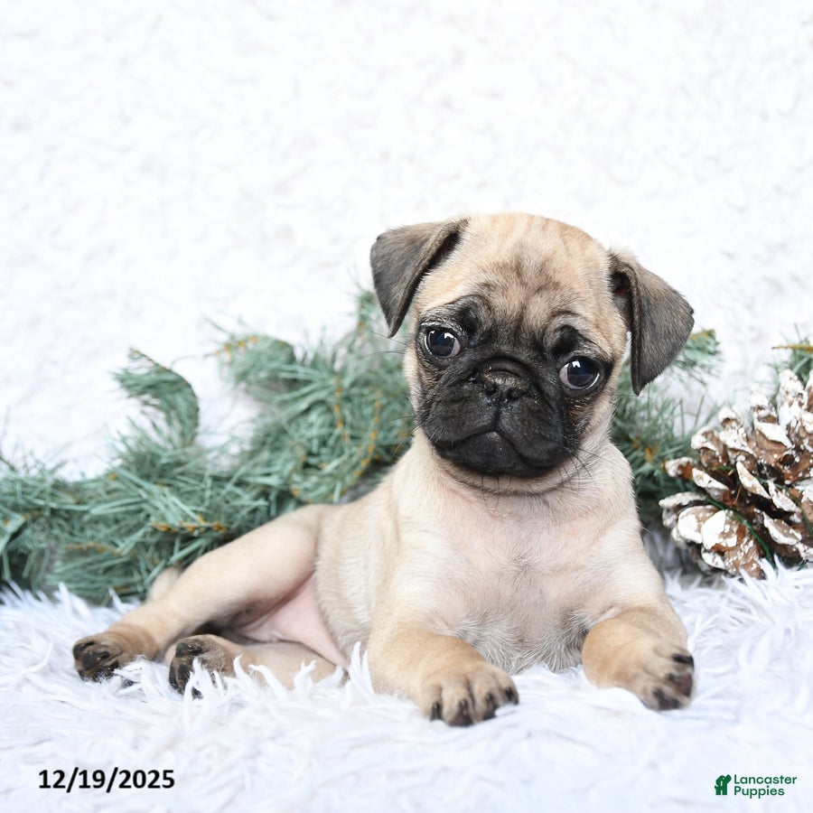 Pug dogs Polly - Ad 38