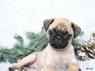 Pug dogs Polly - Ad 37