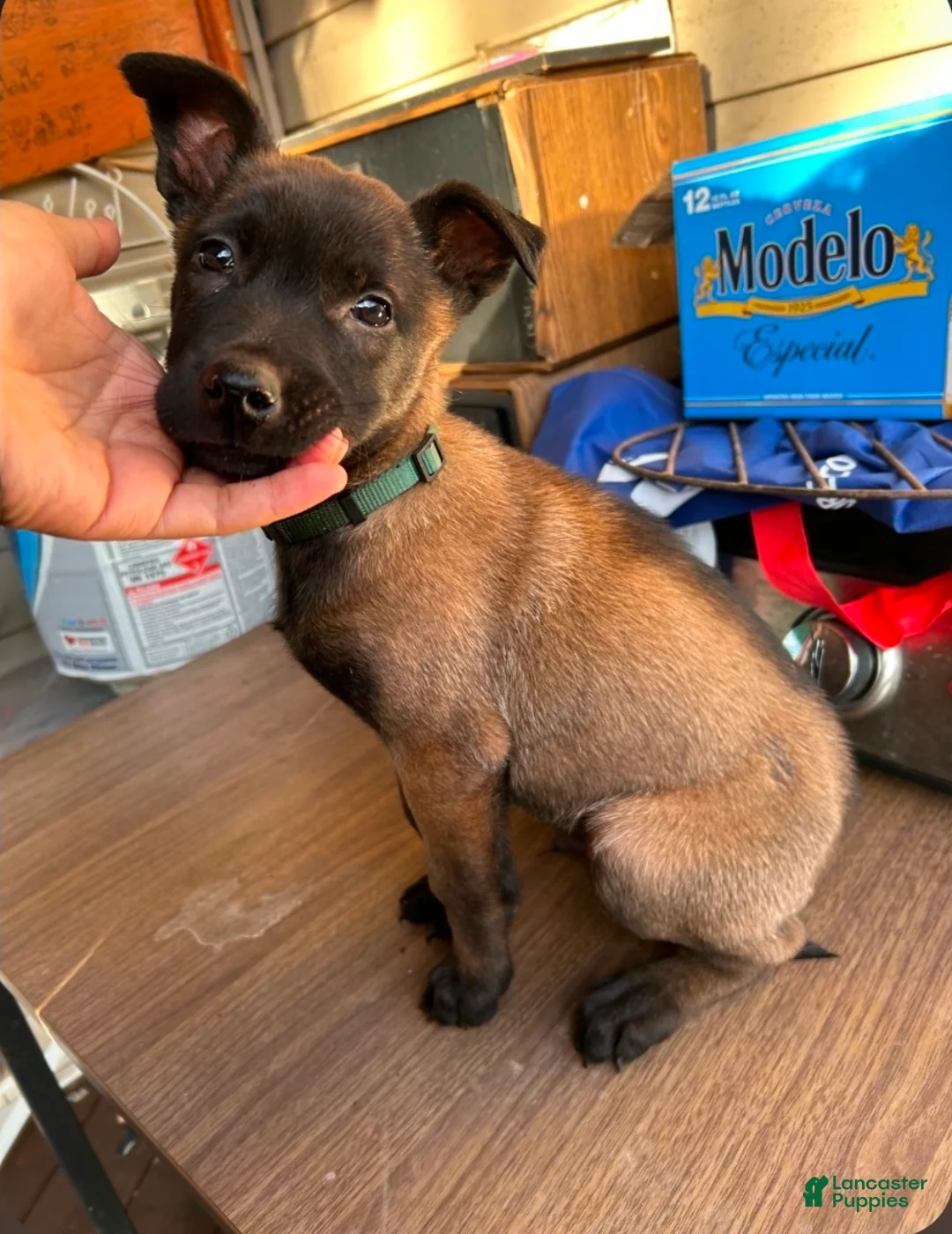 Belgian Malinois dogs for sale: Belgian Malinois Puppy 2 - Ad 1