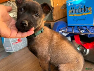 Belgian Malinois dogs Belgian Malinois Puppy 2 - Ad 34