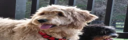 Double Doodle dogs for sale: Chelsea-Mountain Goldendoodle  - Ad 15