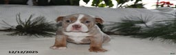 Beabull dogs for sale: Rocky Road - Ad 2