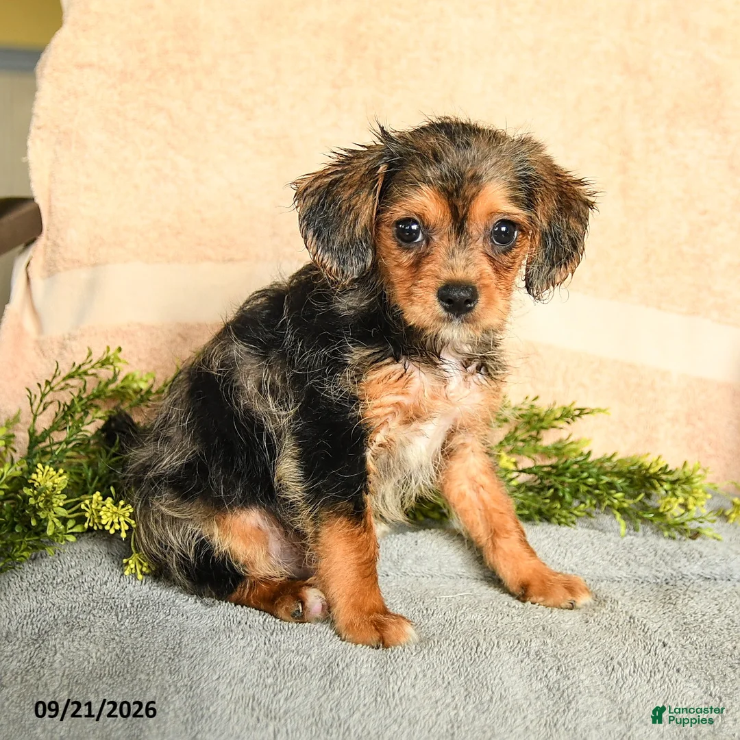 Mixed Breed dogs for sale: Merrick - Ad 3