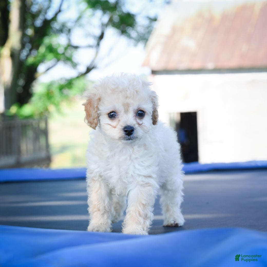 Cavapoo dogs Callie - Ad 40
